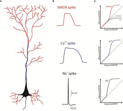 Can NMDA Spikes Dictate Computations of Local Networks and Behavior?